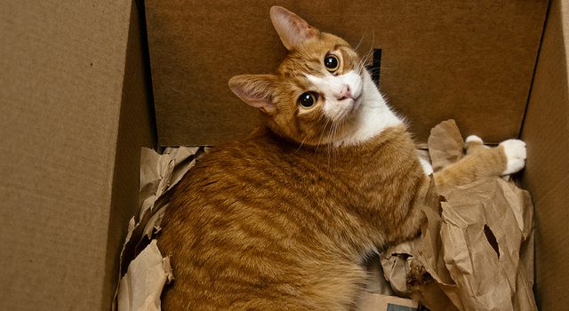 Why Do Cats Love Boxes?