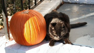 Fact or Fiction? Black Cats on Halloween