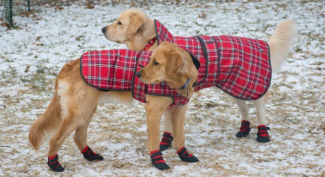 How to Know if Your Pet Needs Winter Gear